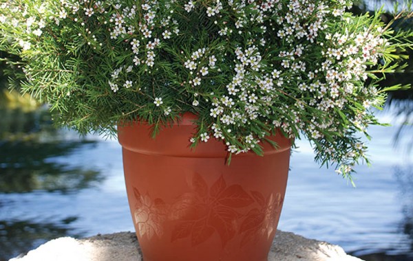 Sahro Decorative Pots