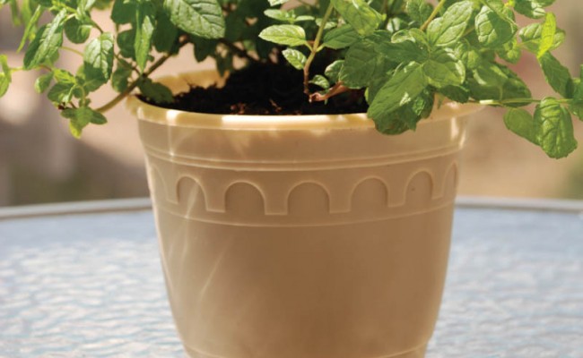 BiodegradablePot-Product-1