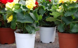 ClassicFlowerPots-Product-3
