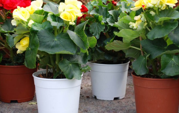 Classic Flower Pots