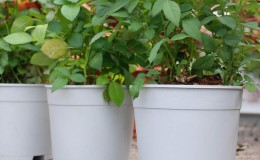 ClassicFlowerPots-Product-4