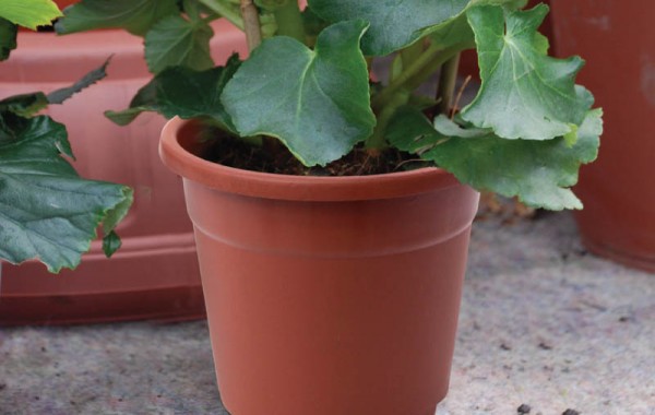 Container Flower Pots