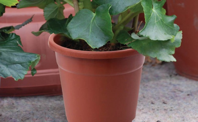 ContainerFlowerPot-Product-1