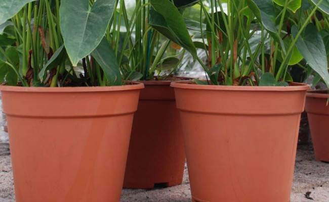 FlowerPots-Product-2