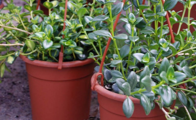 FlowerPots-Product-3