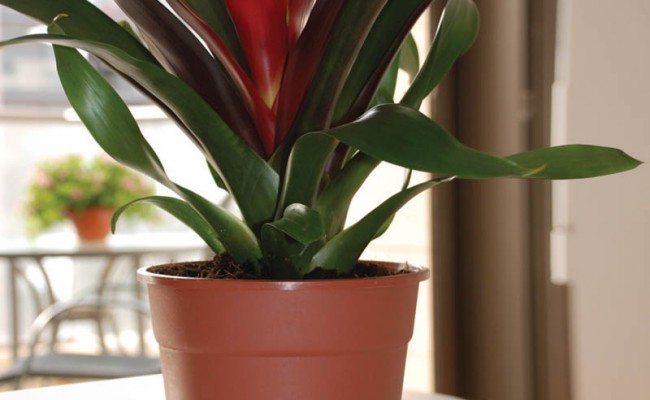 FlowerPots-Product-4