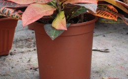 HighContainer-Product-5