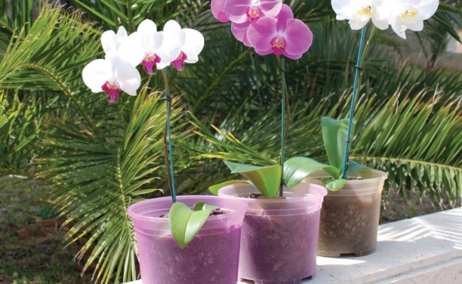 OrchidPots-Product-1