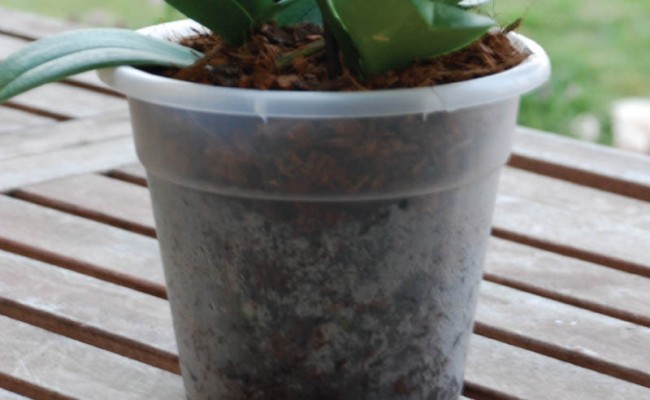 OrchidPots-Product-2