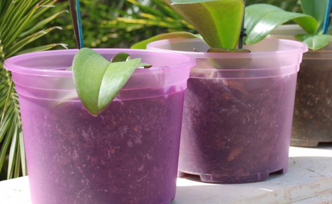 OrchidPots-Product-3