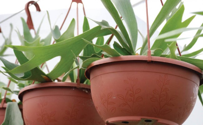 Saucers-Hangers-Product-1