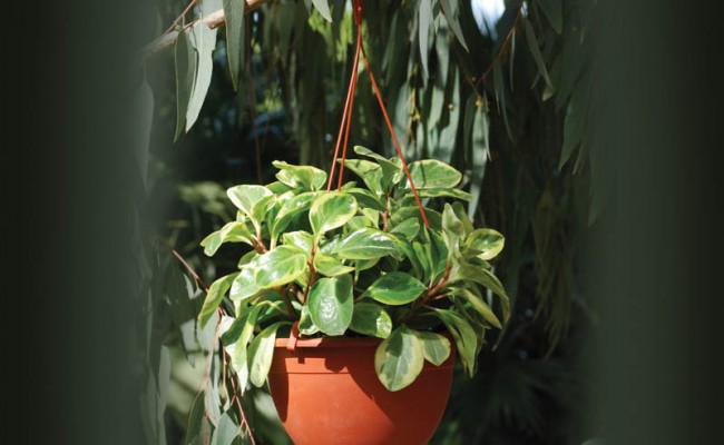 Saucers-Hangers-Product-2