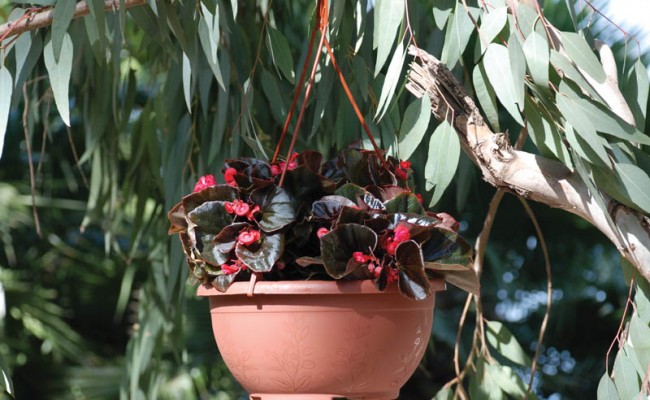 Saucers-Hangers-Product-3