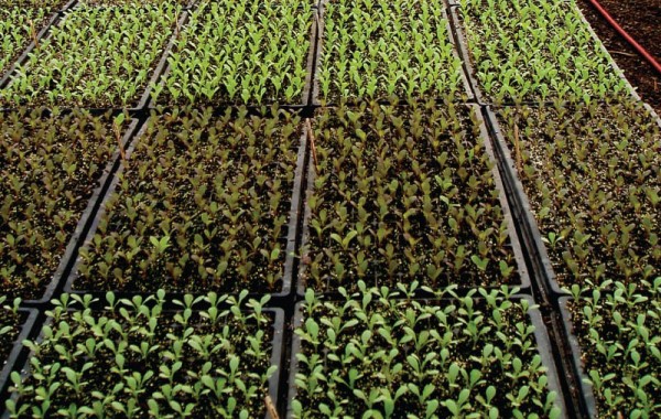 Seedling and Plantation Trays