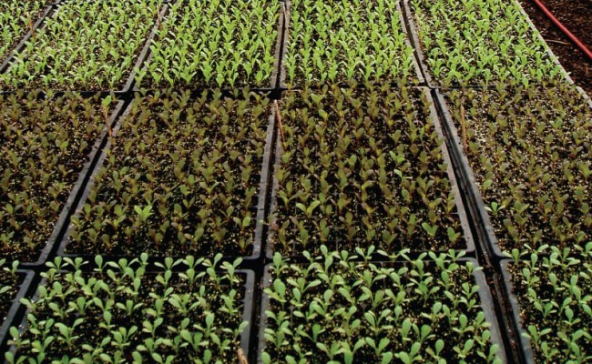 SeedlingPlantationTrays-Product-1