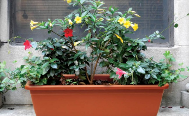 WindowBox-Product-1